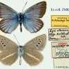 polyommatus agrodiaetus damon kotshubeji type